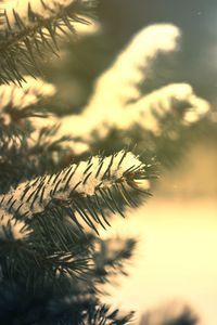 Preview wallpaper branches, needles, snow, pine, coniferous, green