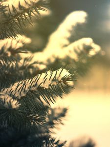 Preview wallpaper branches, needles, snow, pine, coniferous, green