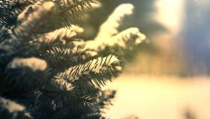 Preview wallpaper branches, needles, snow, pine, coniferous, green