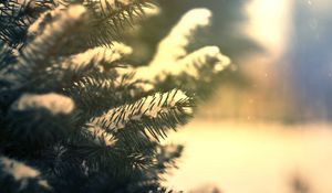 Preview wallpaper branches, needles, snow, pine, coniferous, green