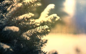 Preview wallpaper branches, needles, snow, pine, coniferous, green