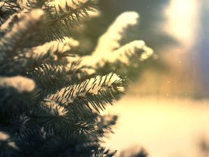 Preview wallpaper branches, needles, snow, pine, coniferous, green