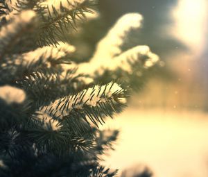 Preview wallpaper branches, needles, snow, pine, coniferous, green