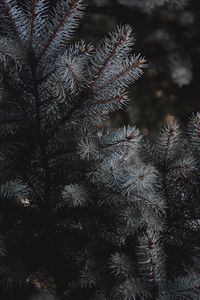 Preview wallpaper branches, needles, spruce, macro