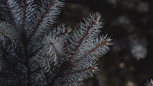 Preview wallpaper branches, needles, spruce, macro