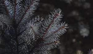 Preview wallpaper branches, needles, spruce, macro