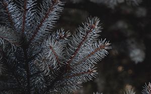 Preview wallpaper branches, needles, spruce, macro