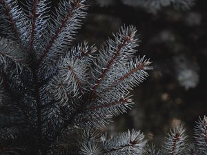 Preview wallpaper branches, needles, spruce, macro