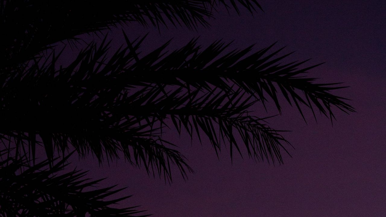 Wallpaper branches, palm, dusk, sky hd, picture, image