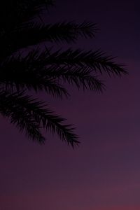 Preview wallpaper branches, palm, dusk, sky