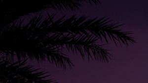 Preview wallpaper branches, palm, dusk, sky