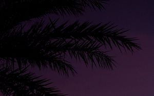 Preview wallpaper branches, palm, dusk, sky