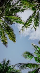 Preview wallpaper branches, palm trees, sky