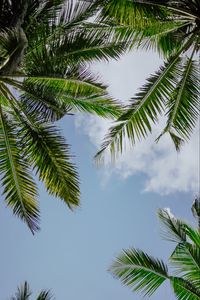 Preview wallpaper branches, palm trees, sky