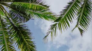 Preview wallpaper branches, palm trees, sky