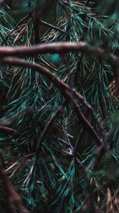 Preview wallpaper branches, pine, needles, tree, evergreen
