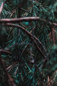 Preview wallpaper branches, pine, needles, tree, evergreen