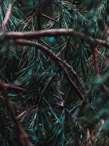 Preview wallpaper branches, pine, needles, tree, evergreen