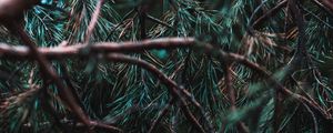 Preview wallpaper branches, pine, needles, tree, evergreen