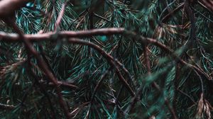 Preview wallpaper branches, pine, needles, tree, evergreen