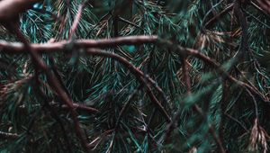 Preview wallpaper branches, pine, needles, tree, evergreen