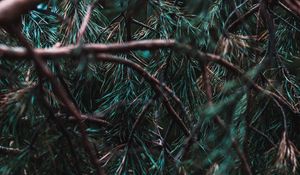 Preview wallpaper branches, pine, needles, tree, evergreen