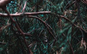 Preview wallpaper branches, pine, needles, tree, evergreen