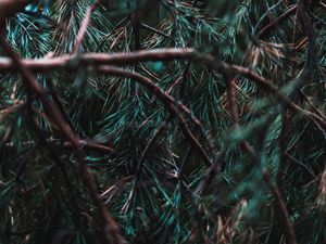 Preview wallpaper branches, pine, needles, tree, evergreen