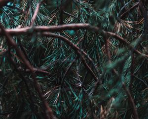 Preview wallpaper branches, pine, needles, tree, evergreen