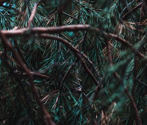 Preview wallpaper branches, pine, needles, tree, evergreen