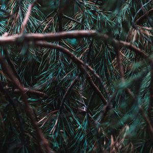 Preview wallpaper branches, pine, needles, tree, evergreen