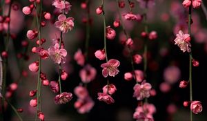 Preview wallpaper branches, pink, flowers, red