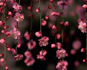 Preview wallpaper branches, pink, flowers, red