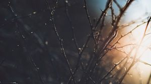 Preview wallpaper branches, plant, macro, sunlight