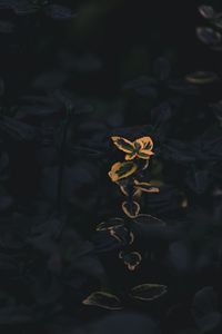 Preview wallpaper branches, plant, macro, green, yellow