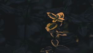 Preview wallpaper branches, plant, macro, green, yellow