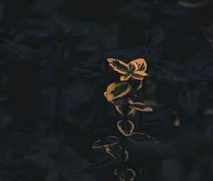 Preview wallpaper branches, plant, macro, green, yellow