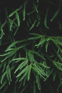 Preview wallpaper branches, plant, macro, green