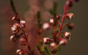 Preview wallpaper branches, plant, macro