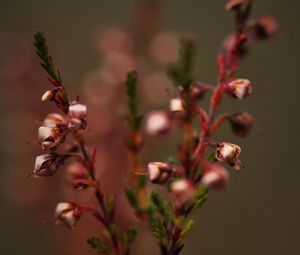 Preview wallpaper branches, plant, macro
