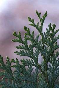 Preview wallpaper branches, plant, macro, blur, green
