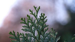 Preview wallpaper branches, plant, macro, blur, green