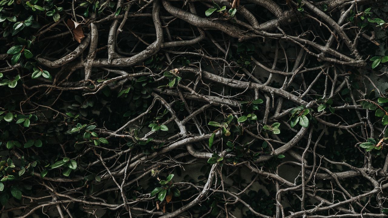 Wallpaper branches, plexus, leaves, plant