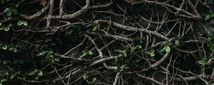 Preview wallpaper branches, plexus, leaves, plant