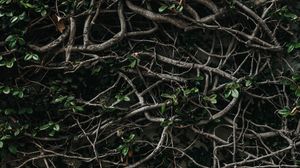 Preview wallpaper branches, plexus, leaves, plant