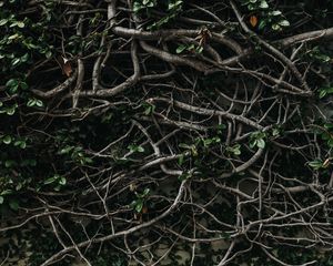 Preview wallpaper branches, plexus, leaves, plant