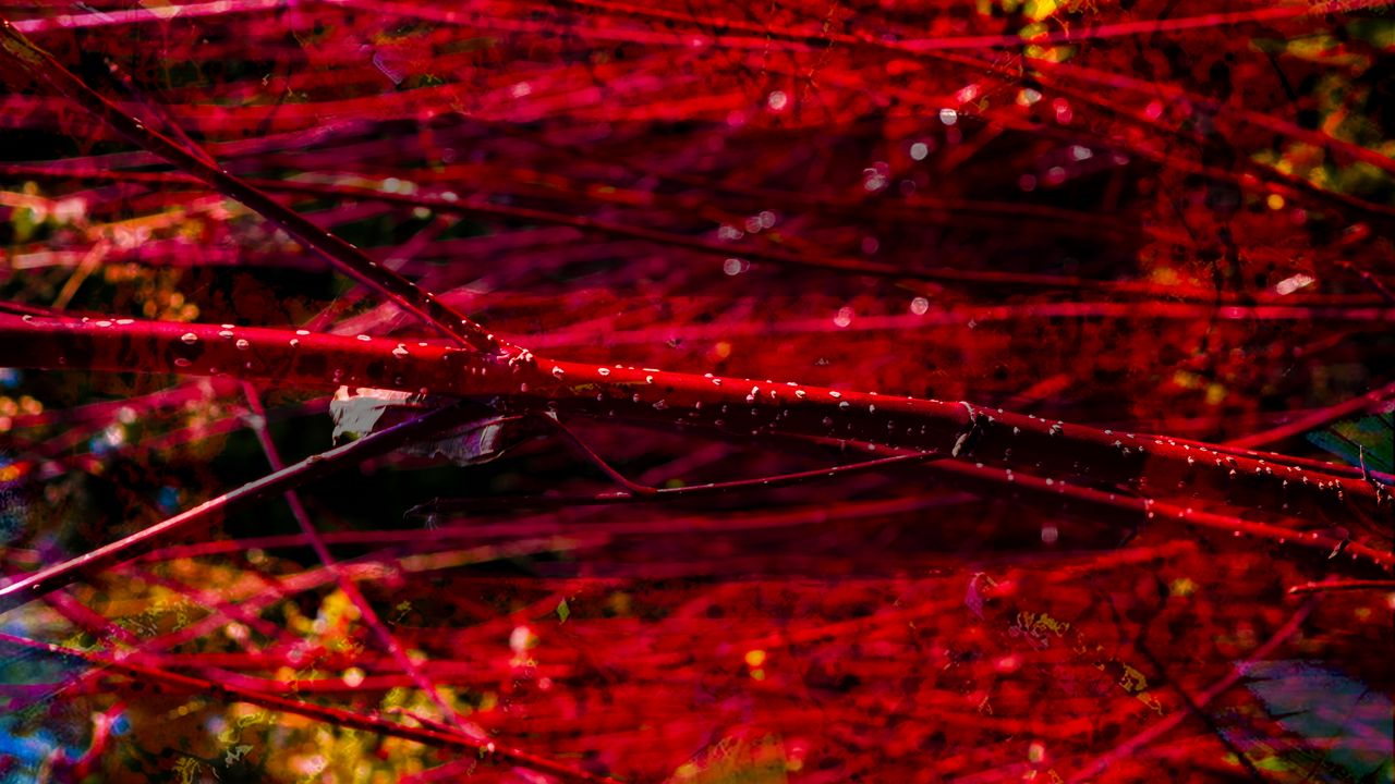 Wallpaper branches, red, macro, blur