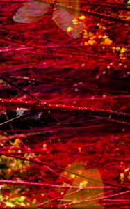 Preview wallpaper branches, red, macro, blur