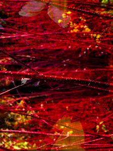 Preview wallpaper branches, red, macro, blur