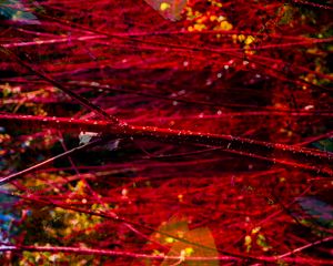 Preview wallpaper branches, red, macro, blur